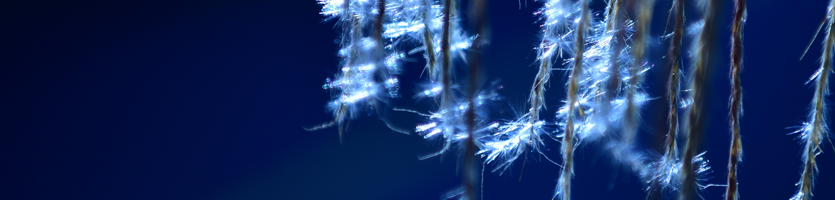 Perpetual WealthFocus