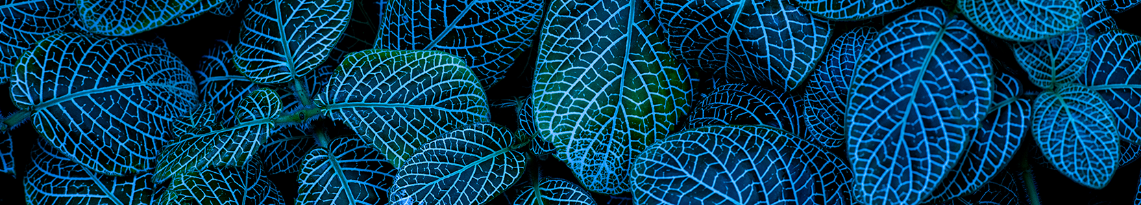 Perpetual Credit Income Fund