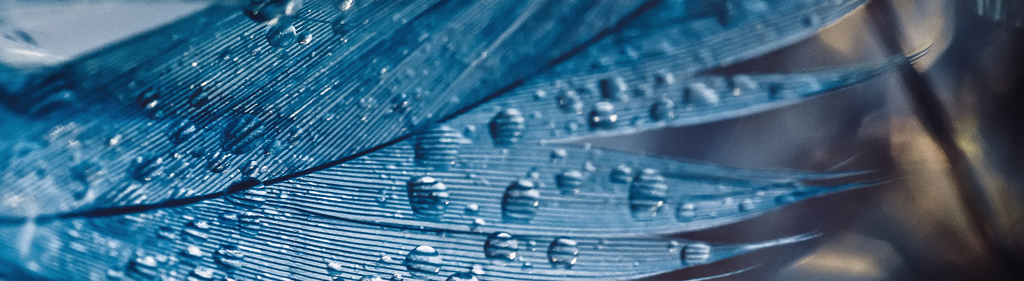 Perpetual Conservative Growth