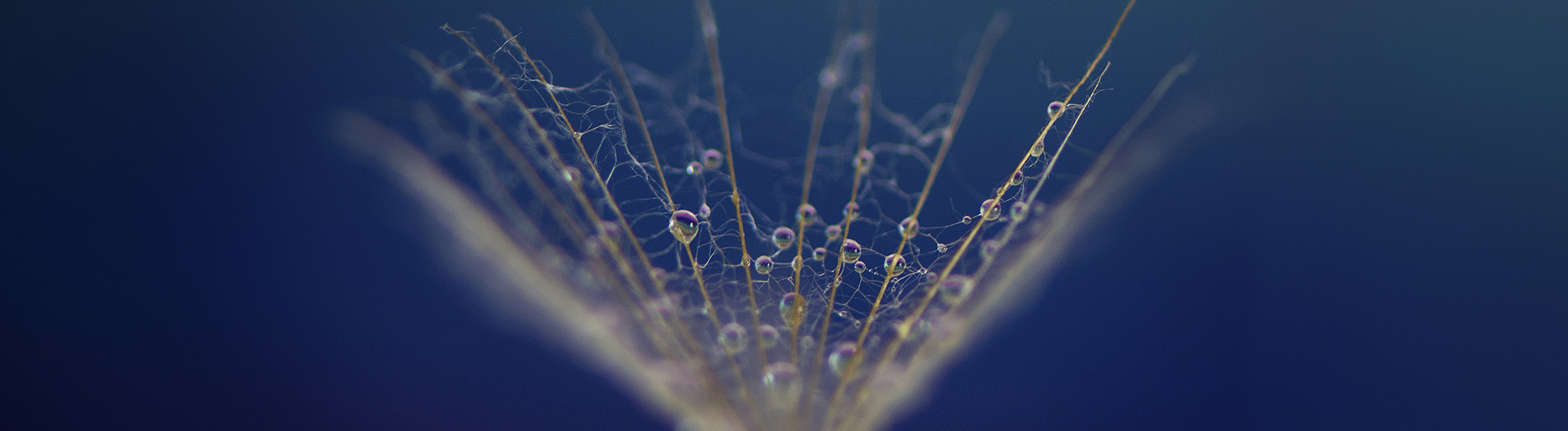 Perpetual Concentrated Equity