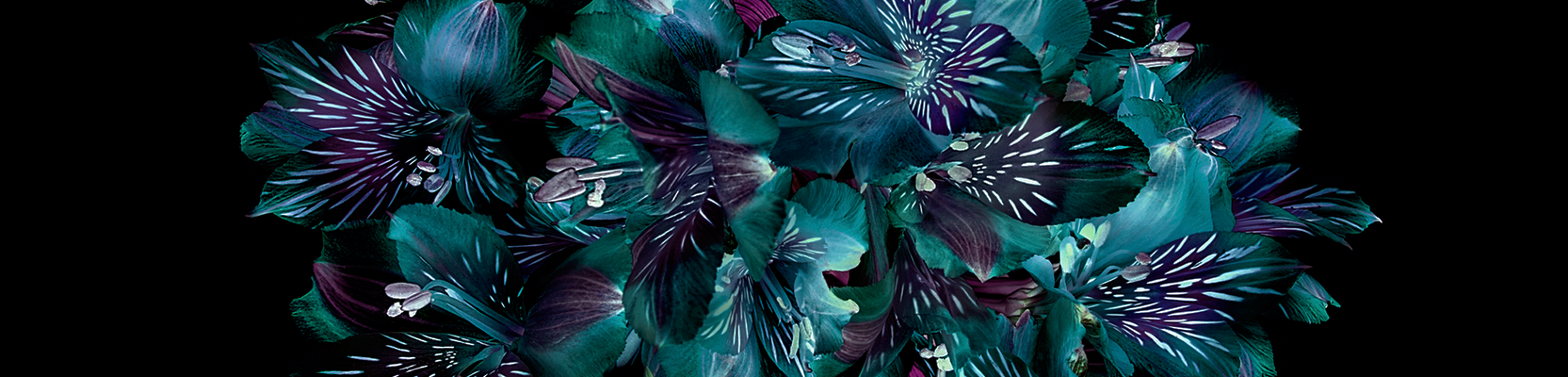 Not-for-profit and philanthropy insights