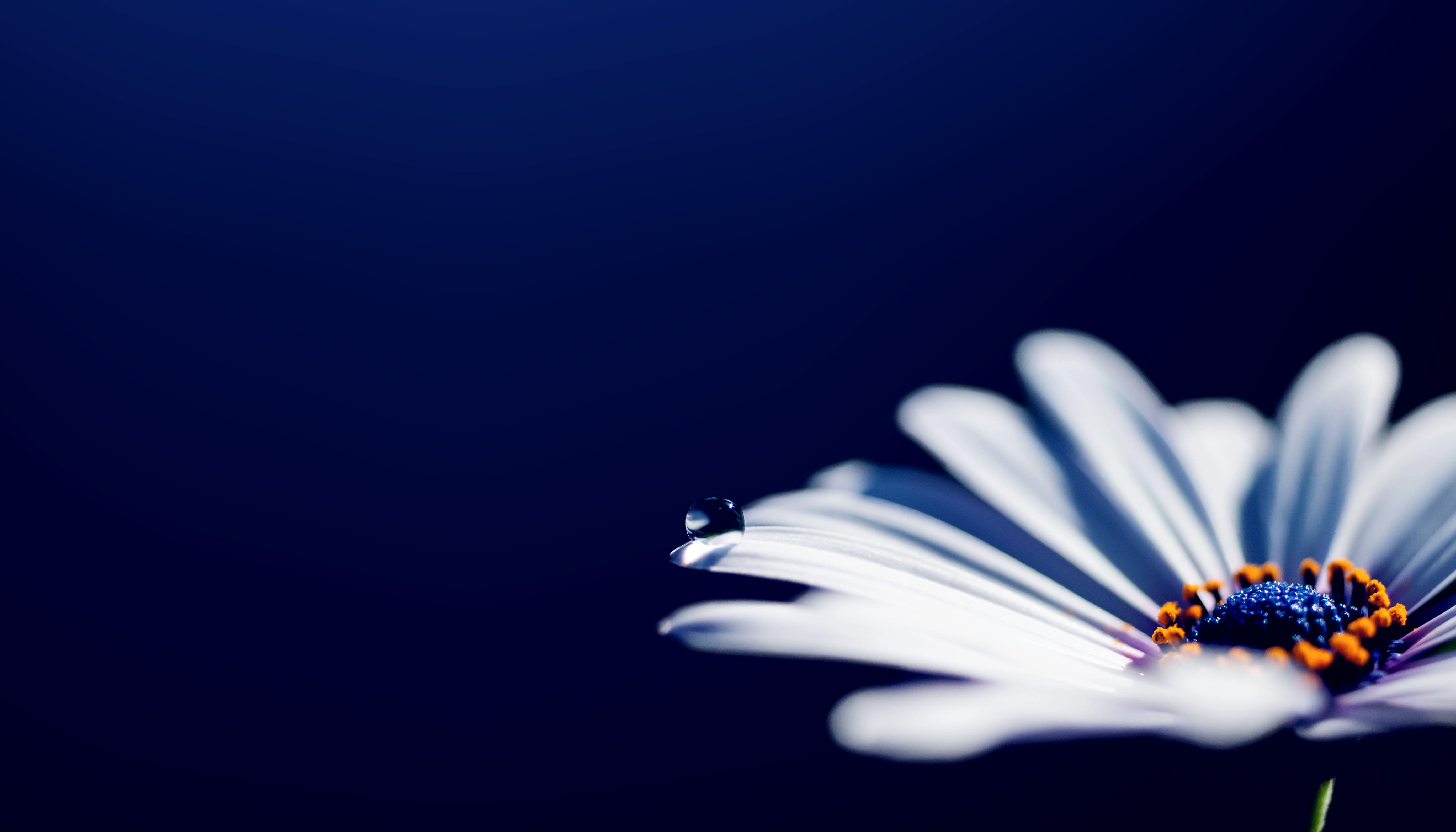 daisy-cropped-2.png