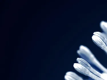 Philanthropy subscription