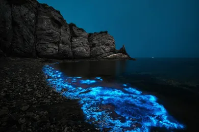 beach-bioluminescence-746-419.jpg
